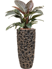 Philodendron `Imperial Red' in Baq Luxe Lite Universe Moon Office Plant With Pot 118cm Height 29cm Dia
