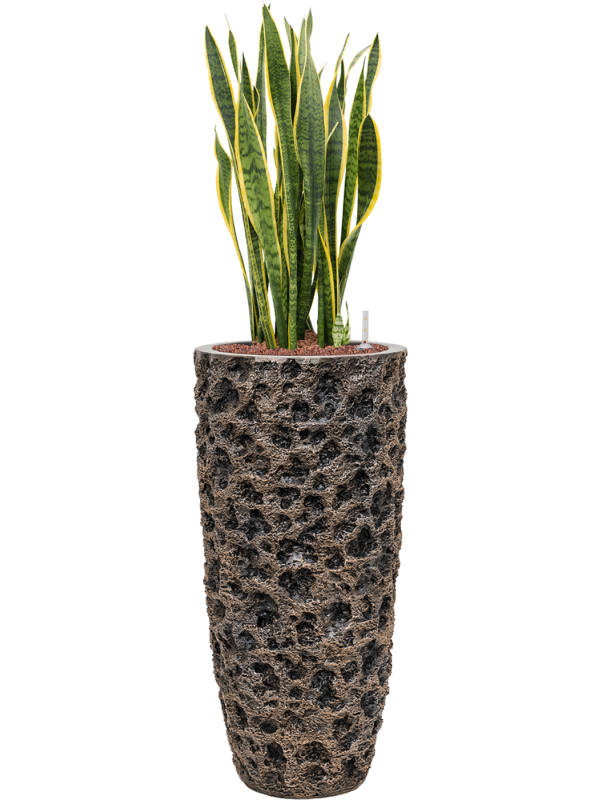 Sansevieria trifasciata 'Laurentii' Baq Luxe Lite Universe Office Plant With Pot 121cm Height 29cm Dia