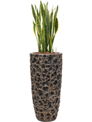 Sansevieria trifasciata 'Laurentii' Baq Luxe Lite Universe Office Plant With Pot 121cm Height 29cm Dia
