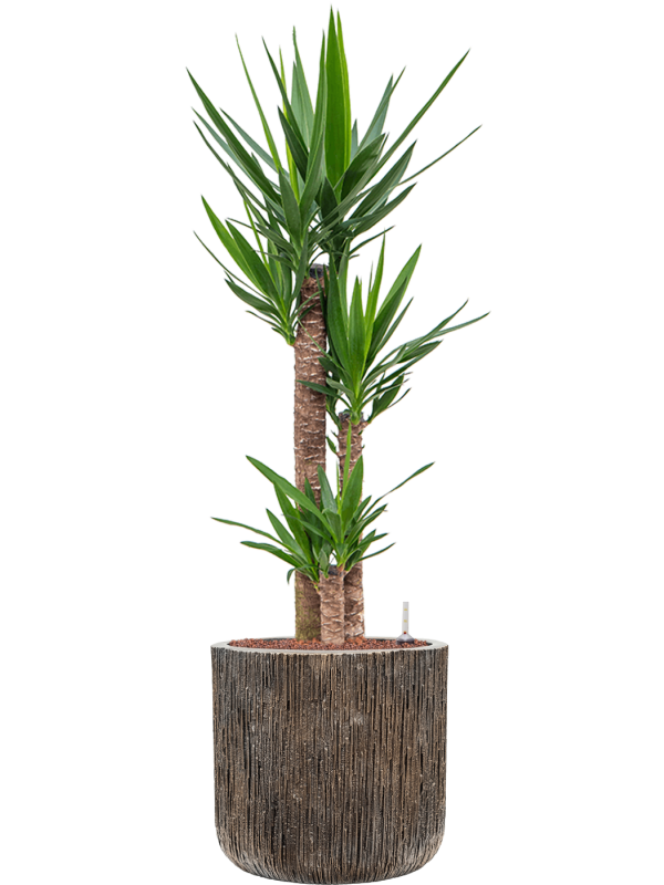Yucca elephantipes in Baq Luxe Lite Universe Waterfall Office Plant With Pot 136cm Height 37cm Dia