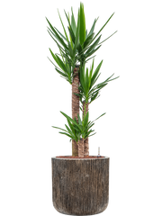 Yucca elephantipes in Baq Luxe Lite Universe Waterfall Office Plant With Pot 136cm Height 37cm Dia