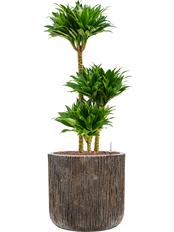 Dracaena fragrans 'Compacta' in Baq Luxe Lite Universe Office Plant With Pot 110cm Height 37cm Dia