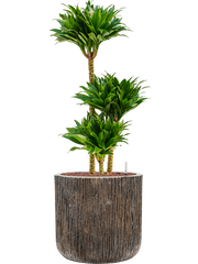 Dracaena fragrans 'Compacta' in Baq Luxe Lite Universe Office Plant With Pot 110cm Height 37cm Dia