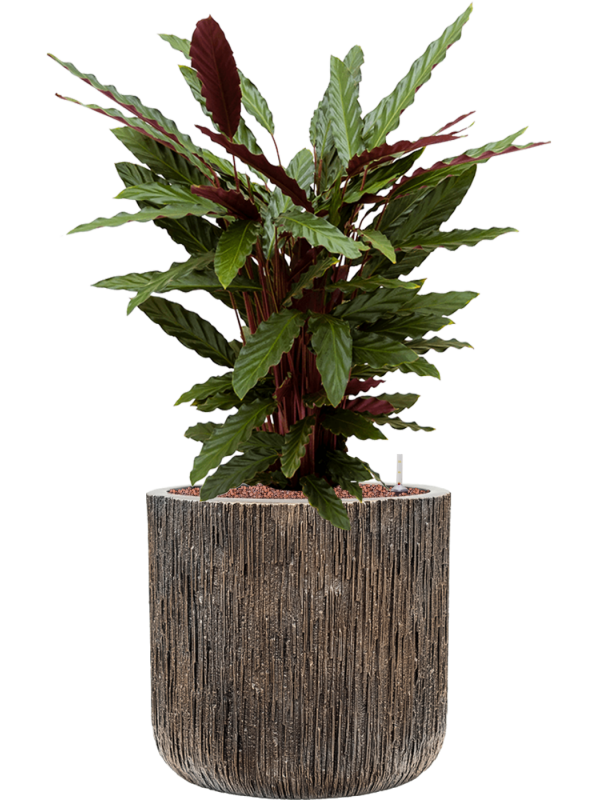 Calathea rufibarba 'Wavestar' in Baq Luxe Lite Universe Wate Office Plant With Pot 95cm Height 37cm Dia