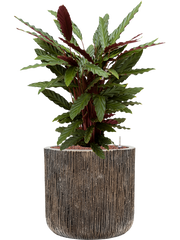 Calathea rufibarba 'Wavestar' in Baq Luxe Lite Universe Wate Office Plant With Pot 95cm Height 37cm Dia