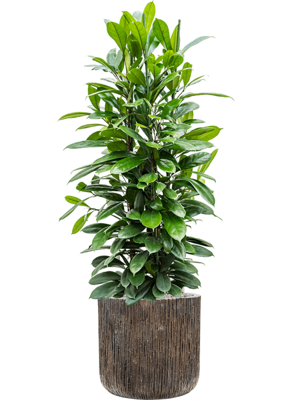 Ficus cyathistipula in Baq Luxe Lite Universe Waterfall Office Plant With Pot 140cm Height 37cm Dia