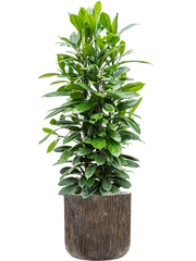 Ficus cyathistipula in Baq Luxe Lite Universe Waterfall Office Plant With Pot 140cm Height 37cm Dia