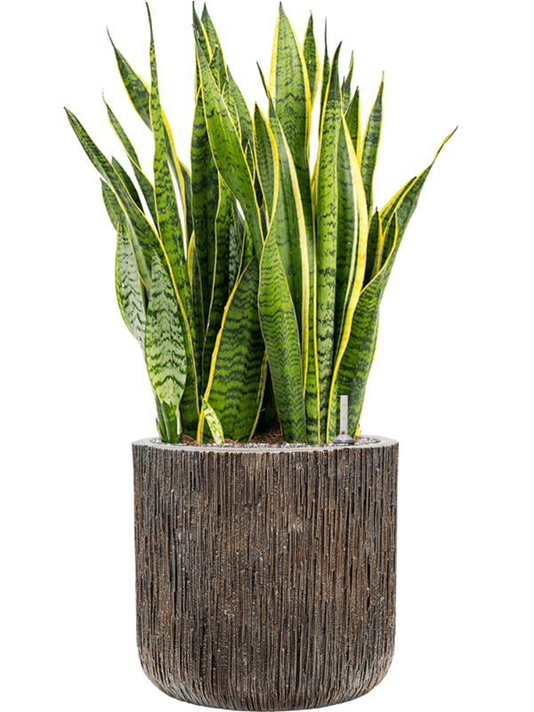Sansevieria trifasciata 'Laurentii' Baq Luxe Lite Universe Office Plant With Pot 98cm Height 37cm Dia