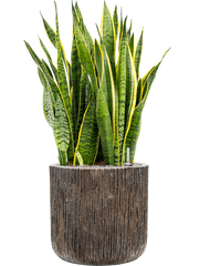 Sansevieria trifasciata 'Laurentii' Baq Luxe Lite Universe Office Plant With Pot 98cm Height 37cm Dia
