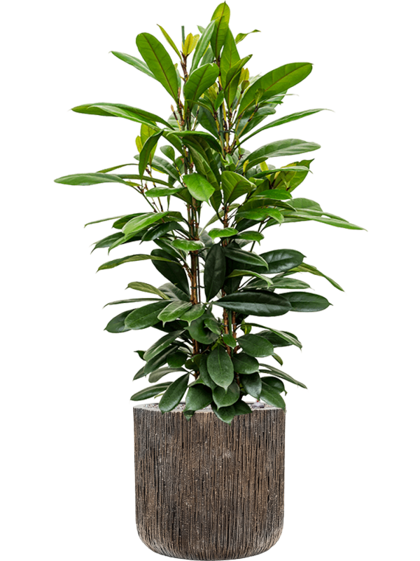 Ficus cyathistipula in Baq Luxe Lite Universe Waterfall Office Plant With Pot 133cm Height 37cm Dia