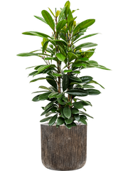 Ficus cyathistipula in Baq Luxe Lite Universe Waterfall Office Plant With Pot 133cm Height 37cm Dia