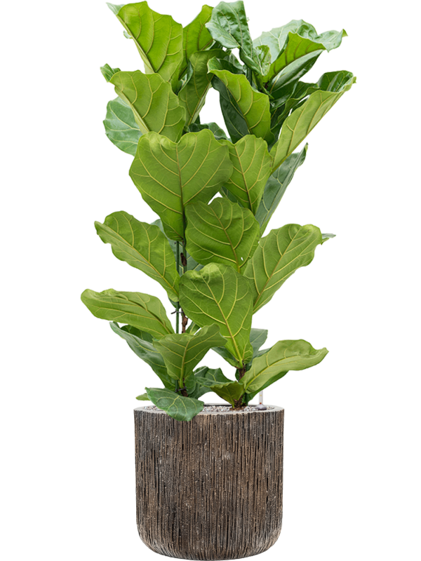 Ficus lyrata in Baq Luxe Lite Universe Waterfall Office Plant With Pot 136cm Height 37cm Dia