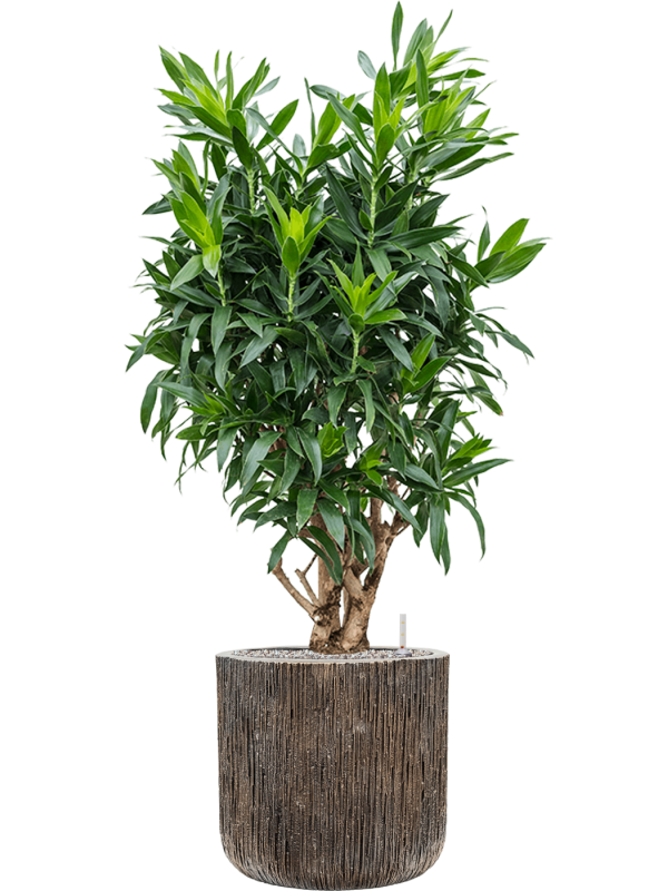 Pleomele (Dracaena) reflexa in Baq Luxe Lite Universe Office Plant With Pot 137cm Height 37cm Dia
