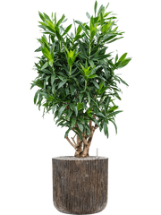Pleomele (Dracaena) reflexa in Baq Luxe Lite Universe Office Plant With Pot 137cm Height 37cm Dia