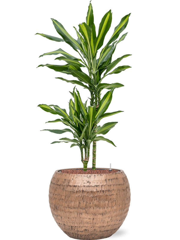 Dracaena fragrans 'Cintho' in Baq Opus Hammered Office Plant With Pot 106cm Height 27cm Dia
