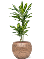 Dracaena fragrans 'Cintho' in Baq Opus Hammered Office Plant With Pot 106cm Height 27cm Dia