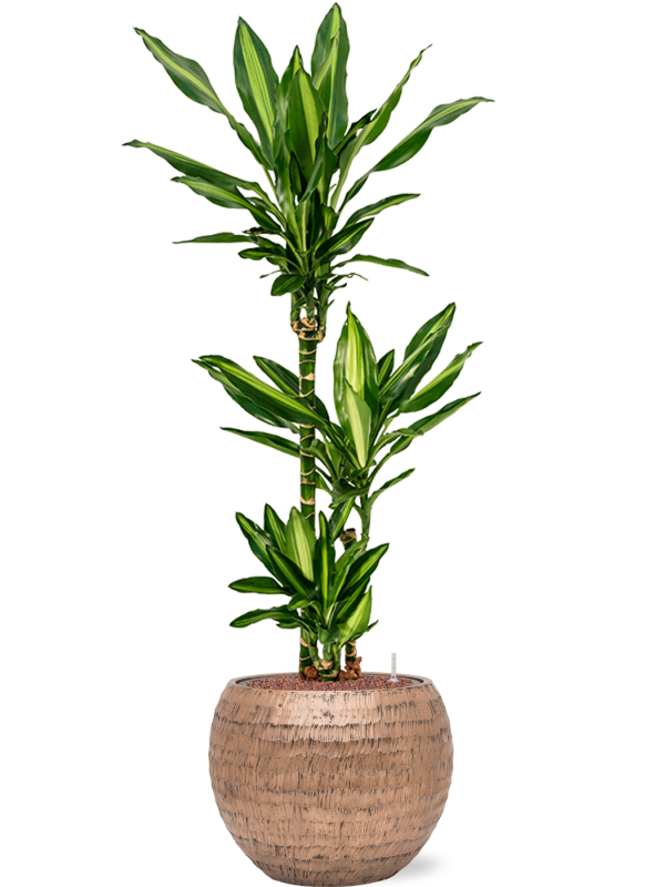 Dracaena fragrans 'Cintho' in Baq Opus Hammered Office Plant With Pot 131cm Height 27cm Dia