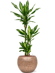 Dracaena fragrans 'Cintho' in Baq Opus Hammered Office Plant With Pot 131cm Height 27cm Dia