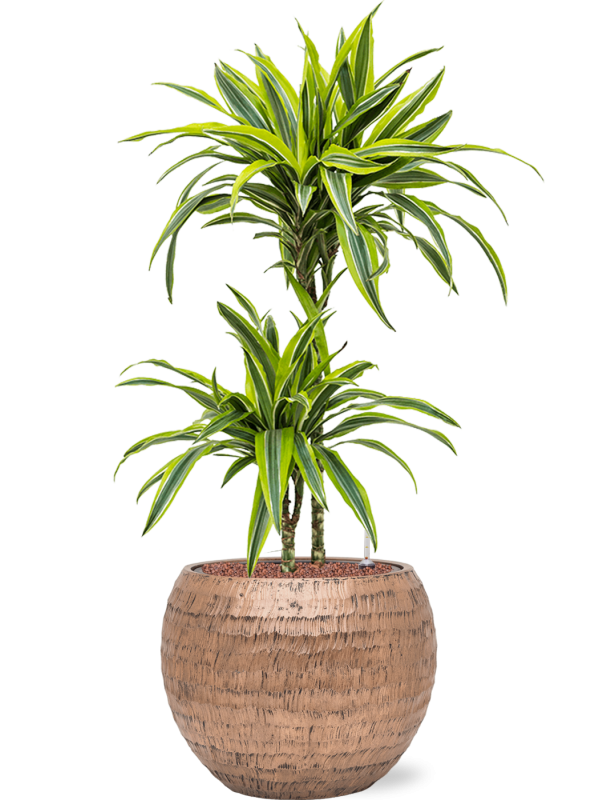 Dracaena fragrans 'Lemon Lime' in Baq Opus Hammered Office Plant With Pot 106cm Height 27cm Dia