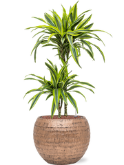 Dracaena fragrans 'Lemon Lime' in Baq Opus Hammered Office Plant With Pot 106cm Height 27cm Dia