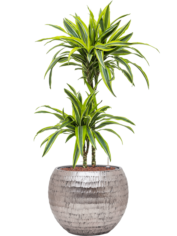 Dracaena fragrans 'Lemon Lime' in Baq Opus Hammered Office Plant With Pot 105cm Height 27cm Dia