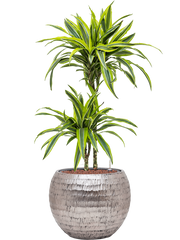 Dracaena fragrans 'Lemon Lime' in Baq Opus Hammered Office Plant With Pot 105cm Height 27cm Dia