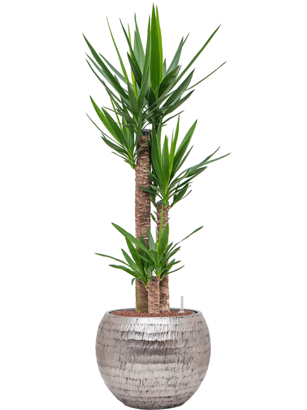 Yucca elephantipes in Baq Opus Hammered Office Plant With Pot 129cm Height 27cm Dia