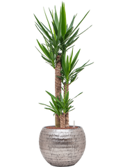 Yucca elephantipes in Baq Opus Hammered Office Plant With Pot 129cm Height 27cm Dia