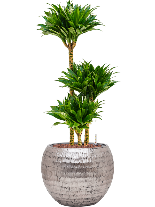 Dracaena fragrans 'Compacta' in Baq Opus Hammered Office Plant With Pot 103cm Height 27cm Dia