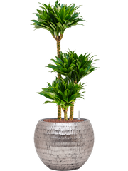 Dracaena fragrans 'Compacta' in Baq Opus Hammered Office Plant With Pot 103cm Height 27cm Dia