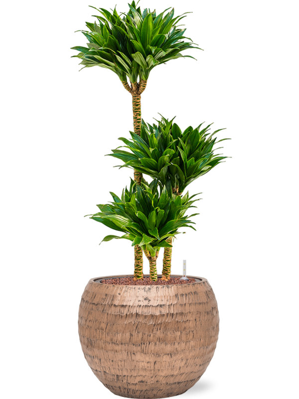 Dracaena fragrans 'Compacta' in Baq Opus Hammered Office Plant With Pot 103cm Height 27cm Dia