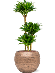 Dracaena fragrans 'Compacta' in Baq Opus Hammered Office Plant With Pot 103cm Height 27cm Dia