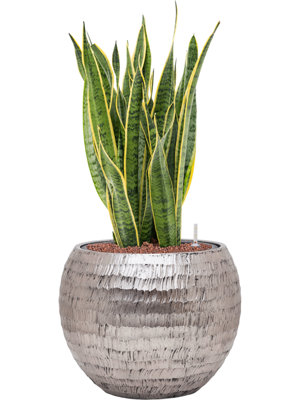 Sansevieria trifasciata 'Laurentii' in Baq Opus Hammered Office Plant With Pot 79cm Height 27cm Dia