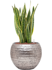 Sansevieria trifasciata 'Laurentii' in Baq Opus Hammered Office Plant With Pot 79cm Height 27cm Dia