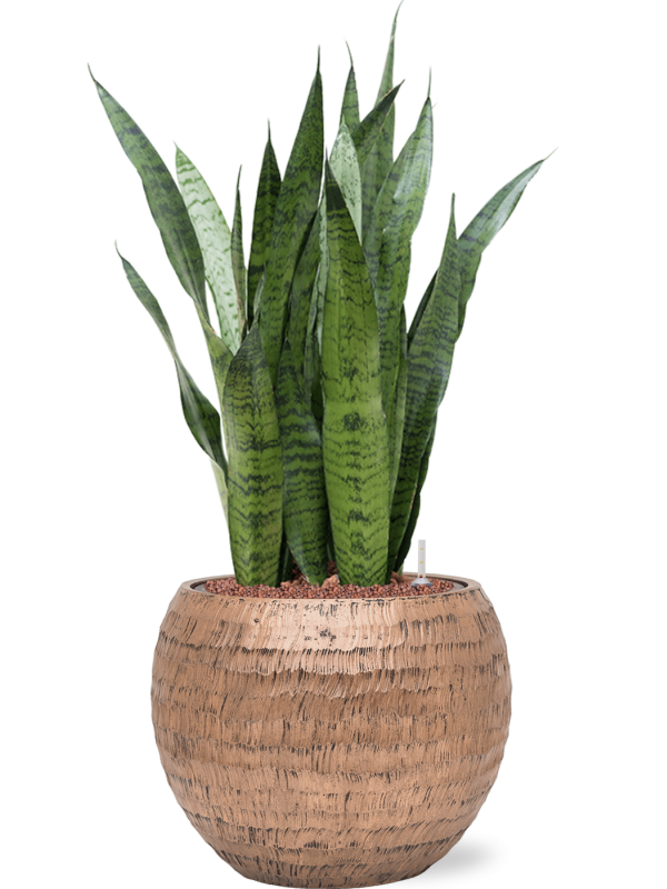 Sansevieria zeylanica in Baq Opus Hammered Office Plant With Pot 89cm Height 27cm Dia