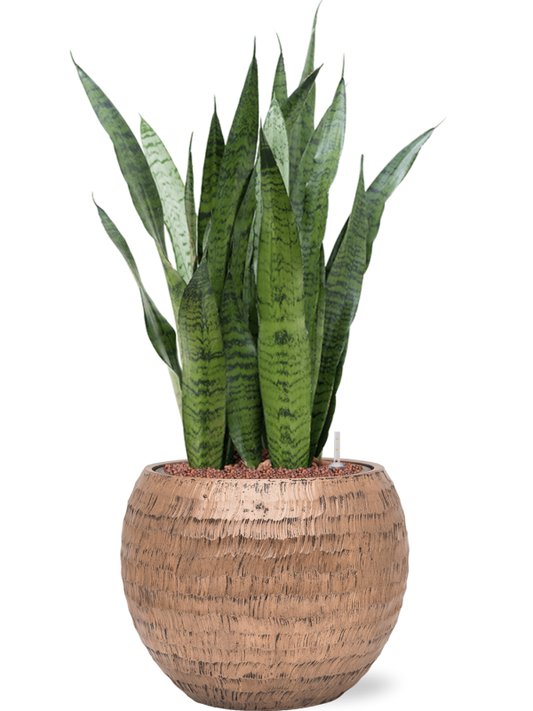Sansevieria zeylanica in Baq Opus Hammered Office Plant With Pot 89cm Height 27cm Dia