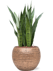 Sansevieria zeylanica in Baq Opus Hammered Office Plant With Pot 89cm Height 27cm Dia