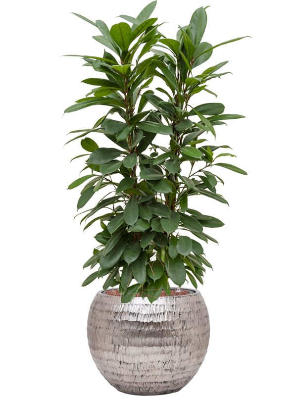 Ficus cyathistipula in Baq Opus Hammered Office Plant With Pot 115cm Height 27cm Dia