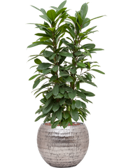 Ficus cyathistipula in Baq Opus Hammered Office Plant With Pot 115cm Height 27cm Dia