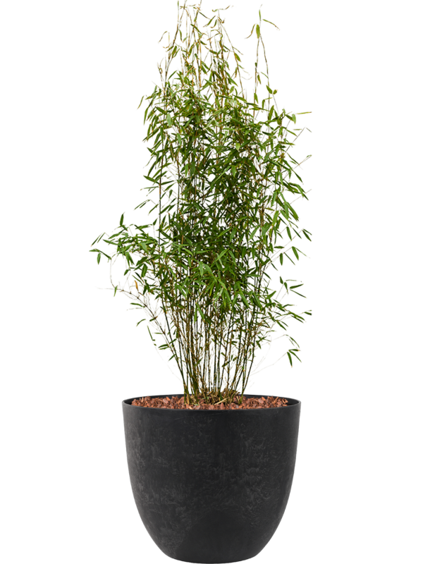 Fargesia murieliae 'Jumbo' in Artstone Office Plant With Pot 110cm Height 36cm Dia