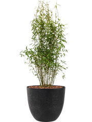 Fargesia murieliae 'Jumbo' in Artstone Office Plant With Pot 110cm Height 36cm Dia