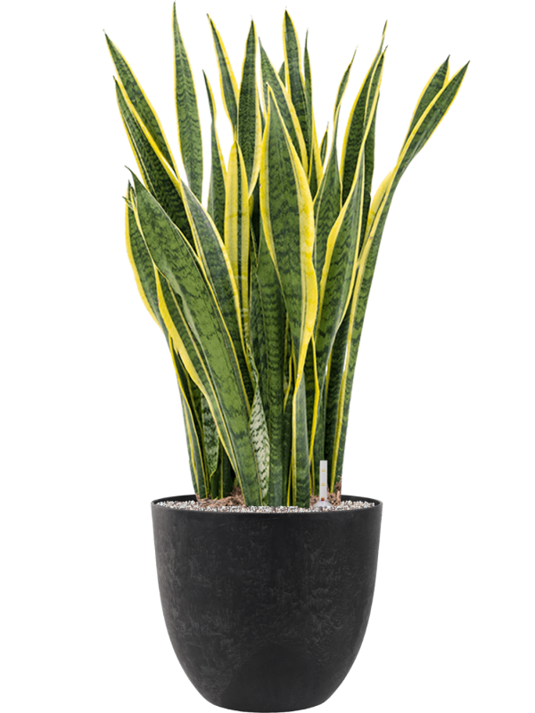 Sansevieria trifasciata 'Laurentii' in Artstone Office Plant With Pot 108cm Height 36cm Dia