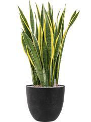 Sansevieria trifasciata 'Laurentii' in Artstone Office Plant With Pot 108cm Height 36cm Dia
