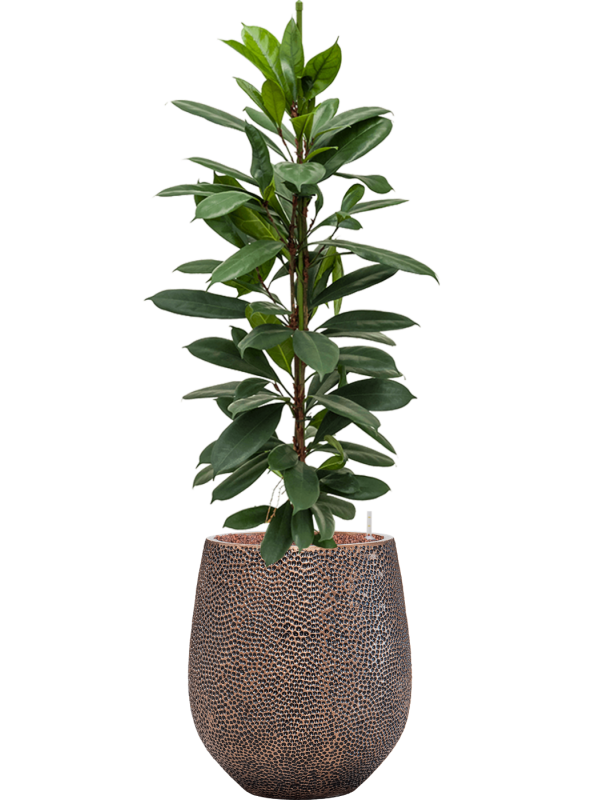 Ficus cyathistipula in Baq Opus Hit Office Plant With Pot 124cm Height 24cm Dia