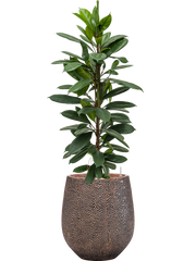 Ficus cyathistipula in Baq Opus Hit Office Plant With Pot 124cm Height 24cm Dia