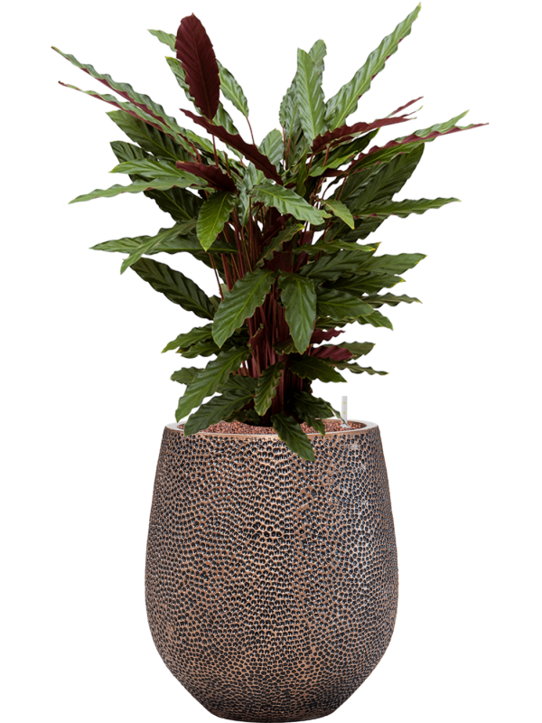 Calathea rufibarba 'Wavestar' in Baq Opus Hit Office Plant With Pot 99cm Height 24cm Dia