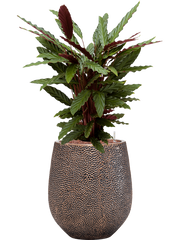 Calathea rufibarba 'Wavestar' in Baq Opus Hit Office Plant With Pot 99cm Height 24cm Dia