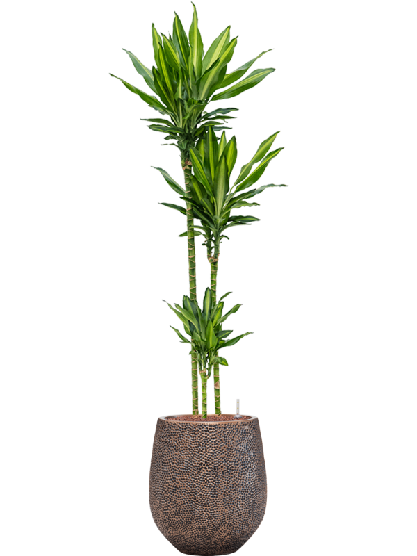 Dracaena fragrans 'Cintho' in Baq Opus Hit Office Plant With Pot 163cm Height 24cm Dia