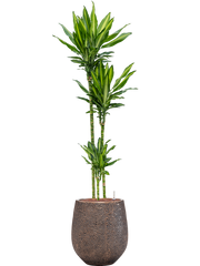 Dracaena fragrans 'Cintho' in Baq Opus Hit Office Plant With Pot 163cm Height 24cm Dia