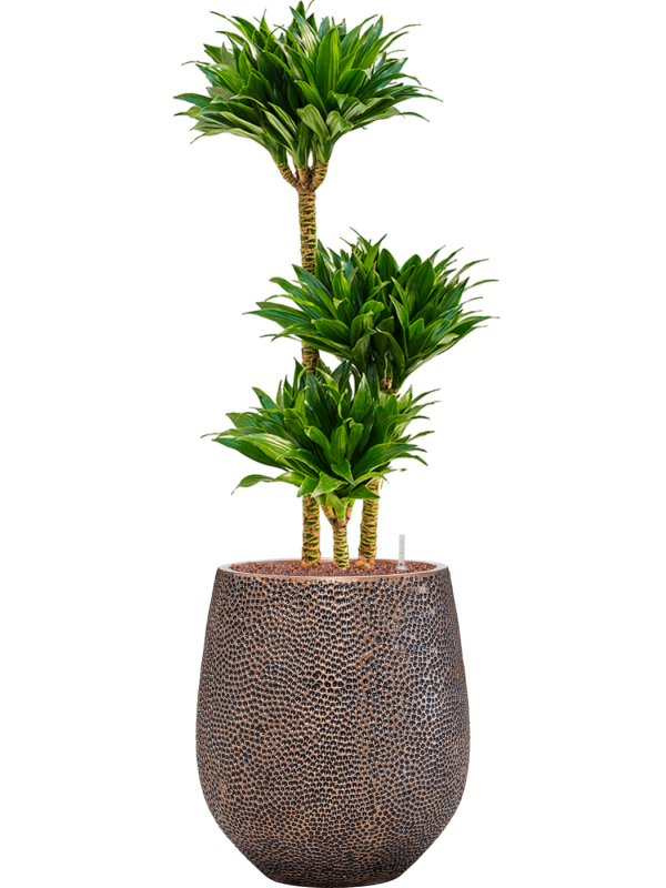 Dracaena fragrans 'Compacta' in Baq Opus Hit Office Plant With Pot 113cm Height 24cm Dia